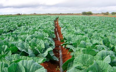 Irrigação de fácil instalação e baixo custo é ideal às hortaliças