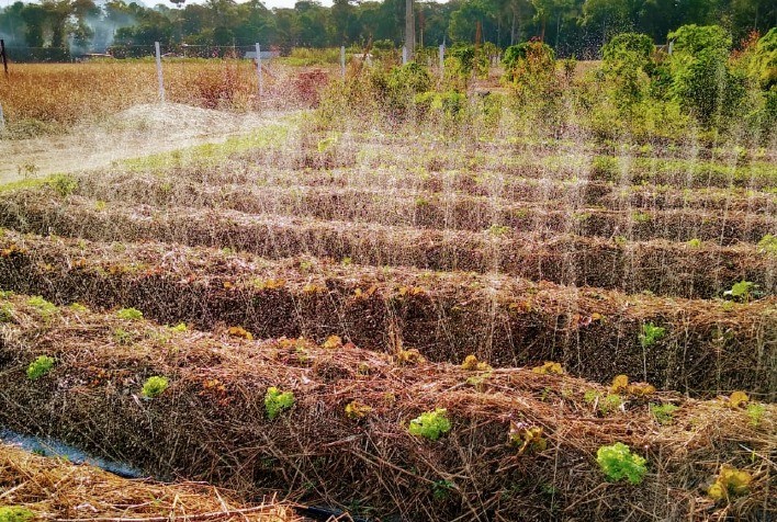 Tecnologia de Irrigação Santeno Impulsiona Qualidade na Produção Alimentar